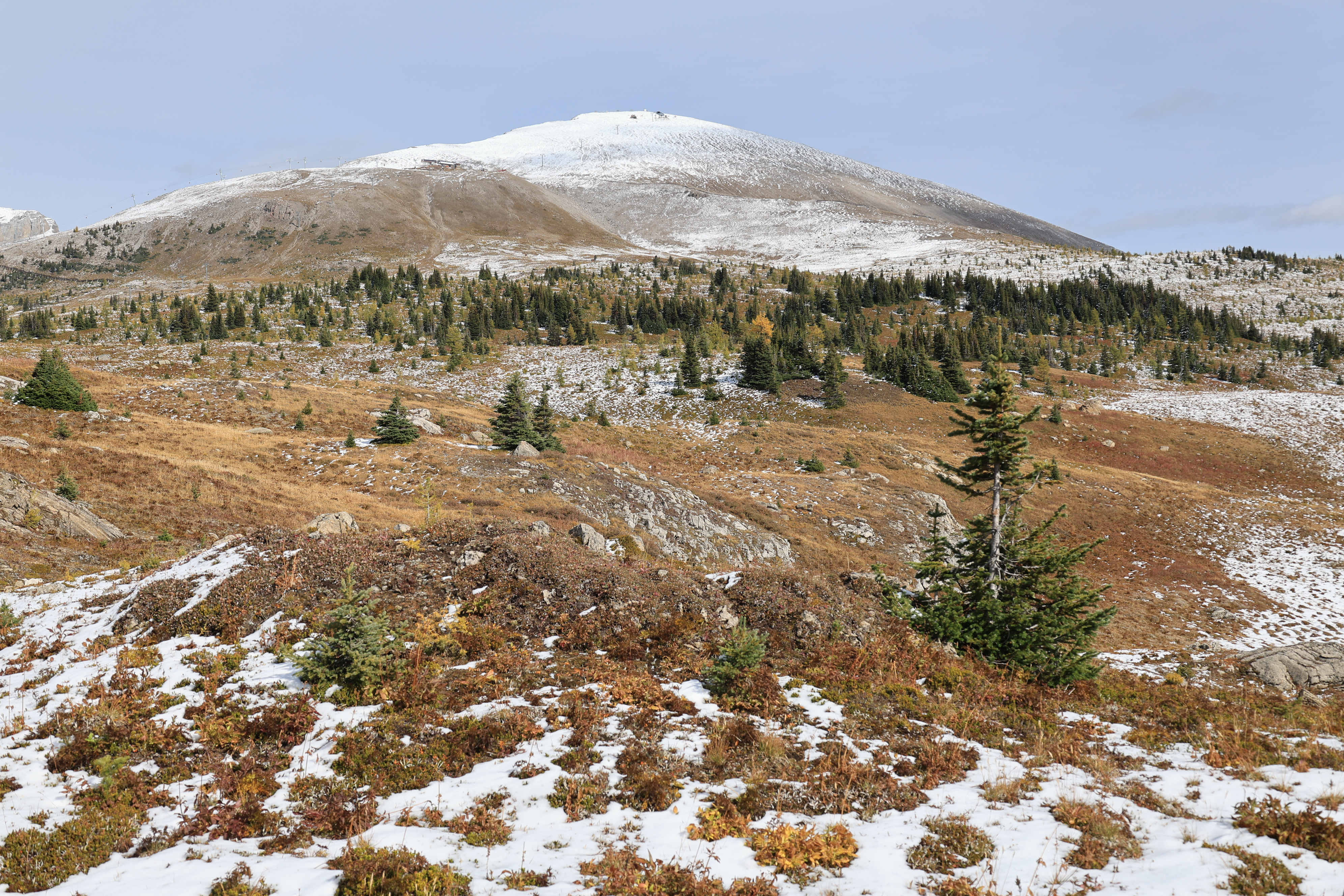 Sunshine Meadows